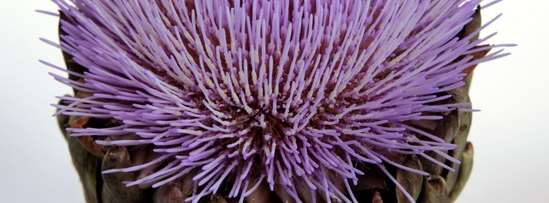 Artischocke