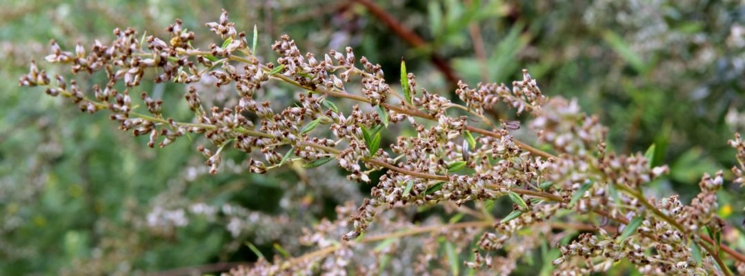 Beifuß, das Kraut der Mondgöttin Artemis
