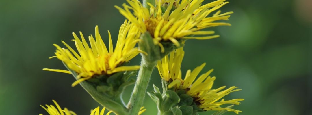 Unser Atmungsorgan Lunge und das Immunsystem