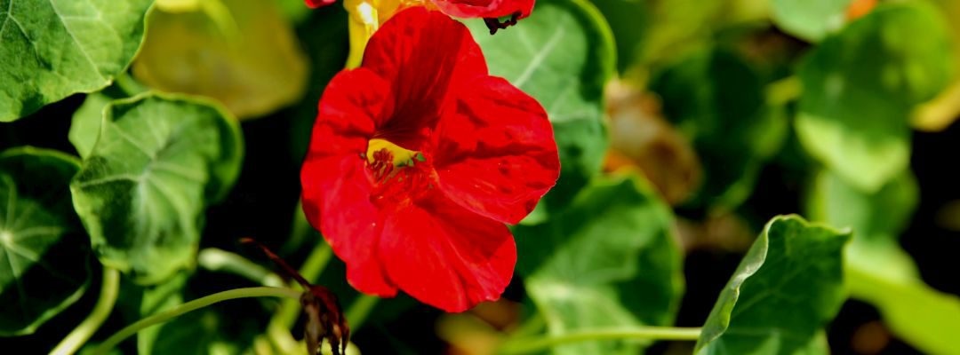 Kapuzinerkresse, die Feuerblume aus Peru