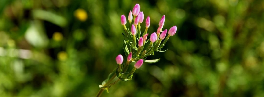 Das Kraut, das tausend Gulden wert ist