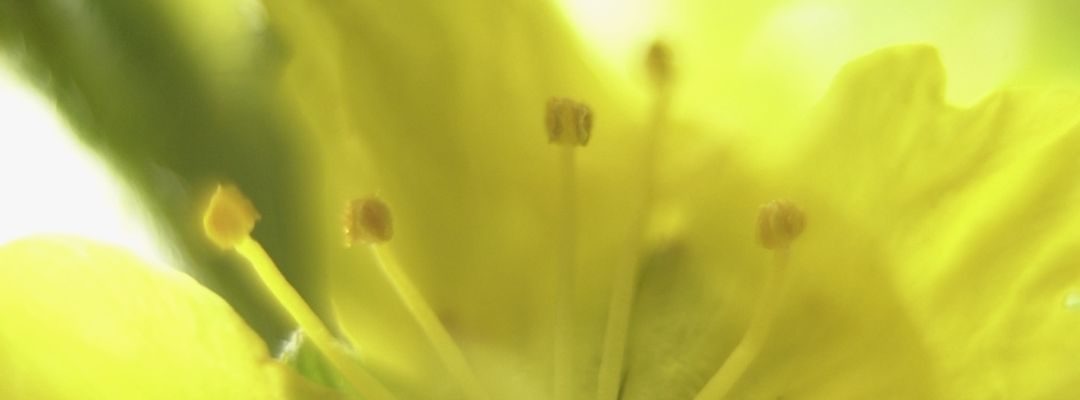 Bachblüten und ihre Anwendung