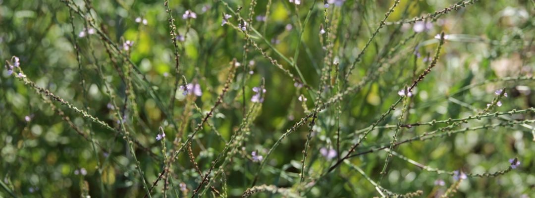 Eisenkraut – Das Kraut der Mondgöttin Isis