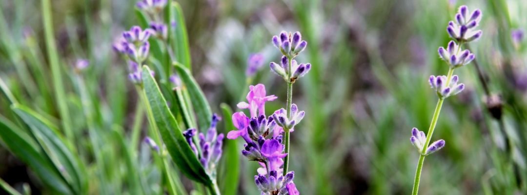 Lavendel, der Götterbote Merkur auf Erden