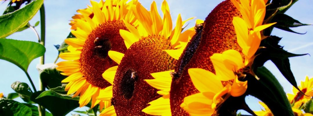 Die sonnigen Familienmitglieder der Helianthus
